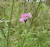 Centaurea scabiosa