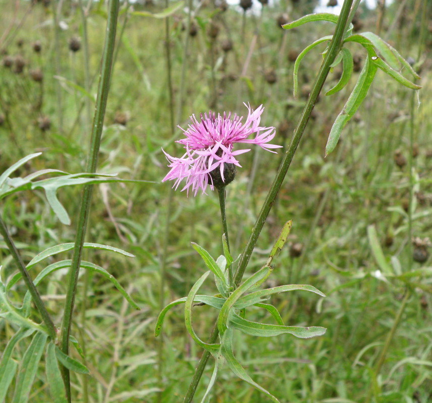 Изображение особи Centaurea scabiosa.