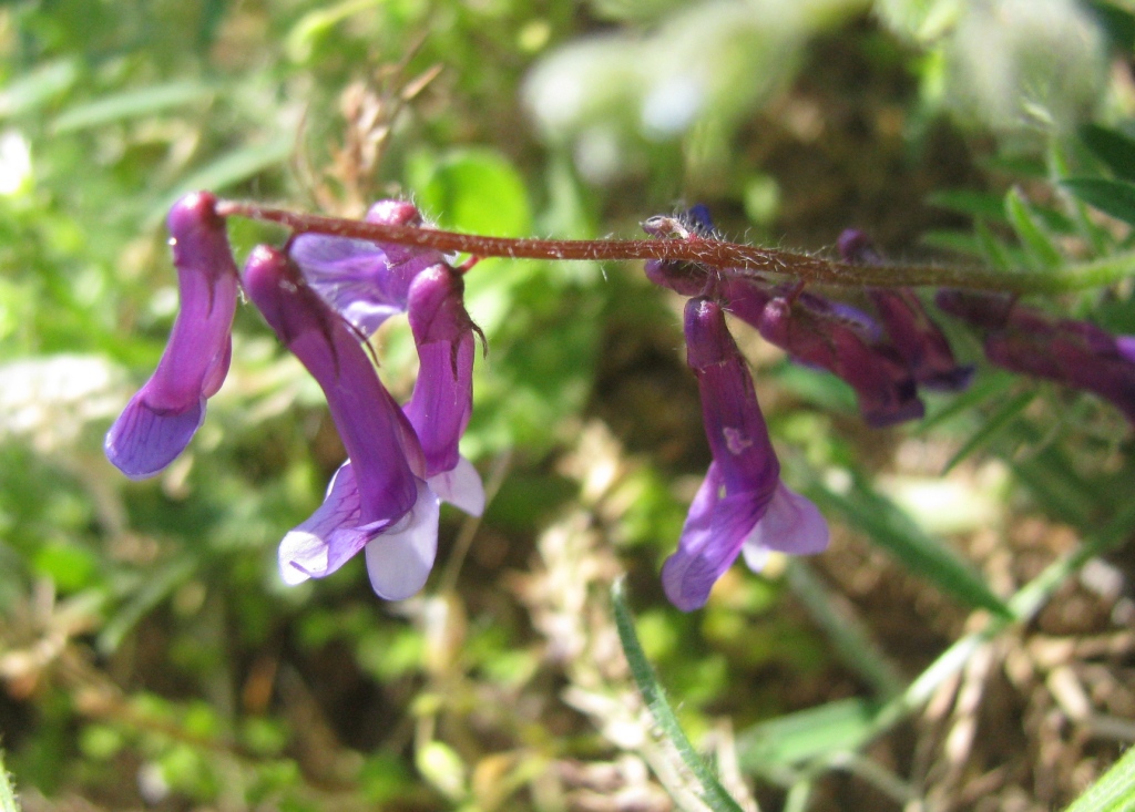 Image of Vicia villosa specimen.