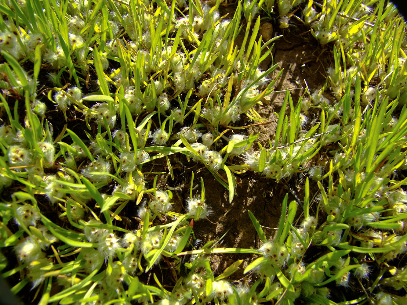 Image of Plantago cretica specimen.