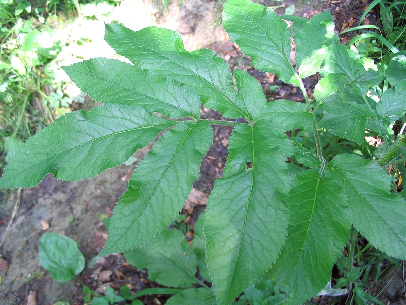 Image of Chaerophyllum aromaticum specimen.