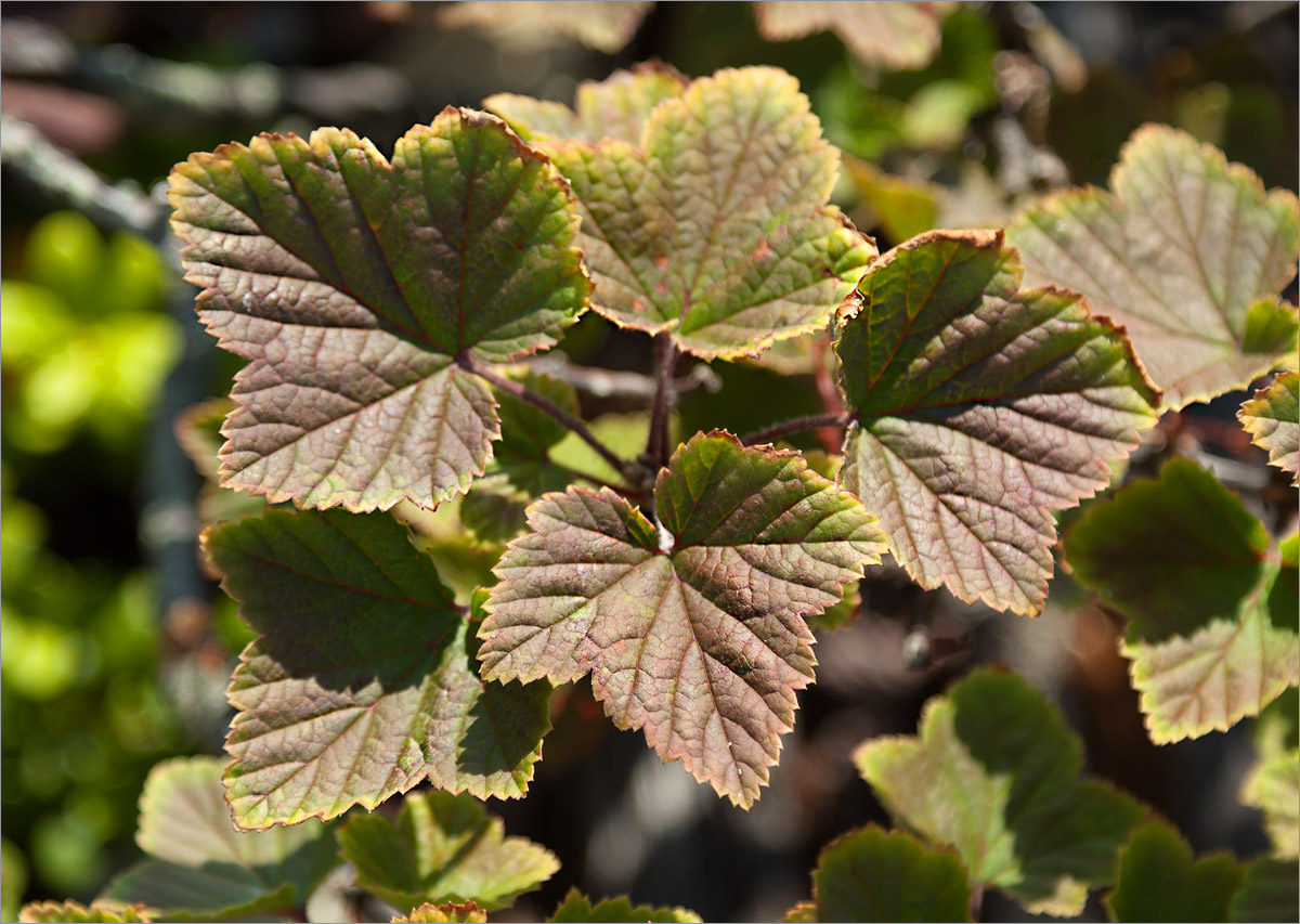 Image of Ribes glabrum specimen.