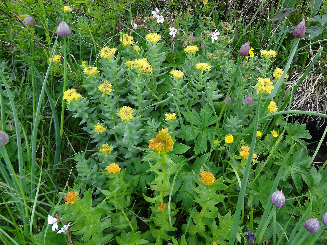 Image of Rhodiola rosea specimen.