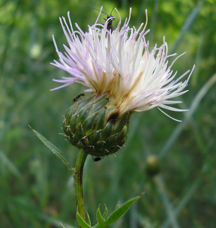 Image of Klasea radiata specimen.