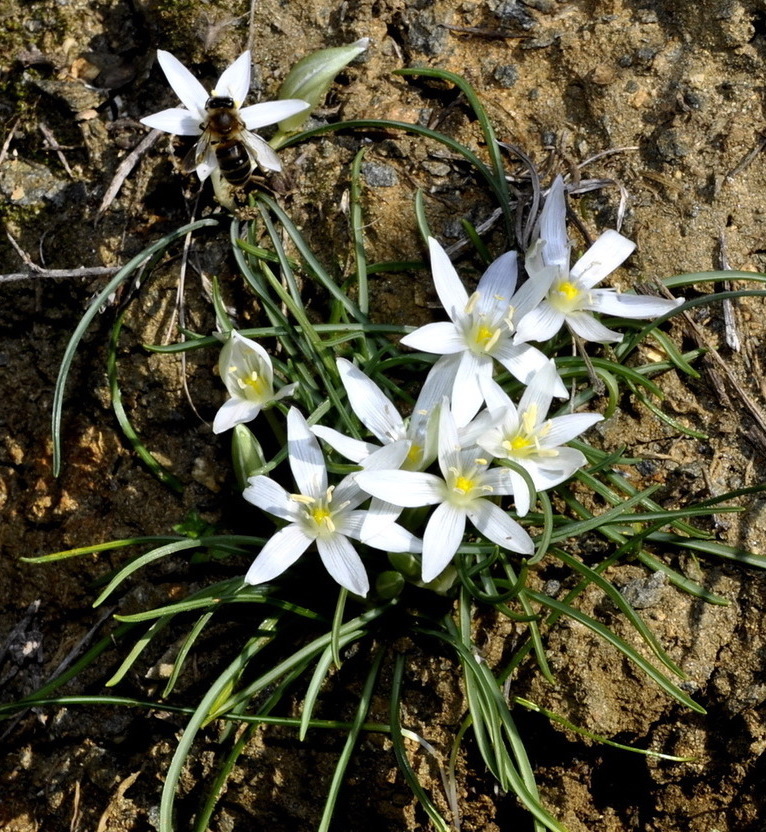 Изображение особи род Ornithogalum.