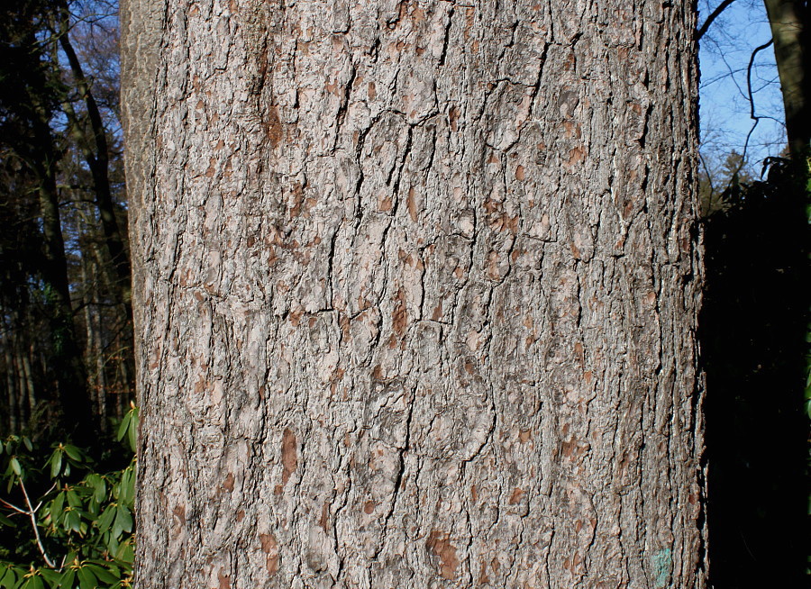 Image of Pinus strobus specimen.