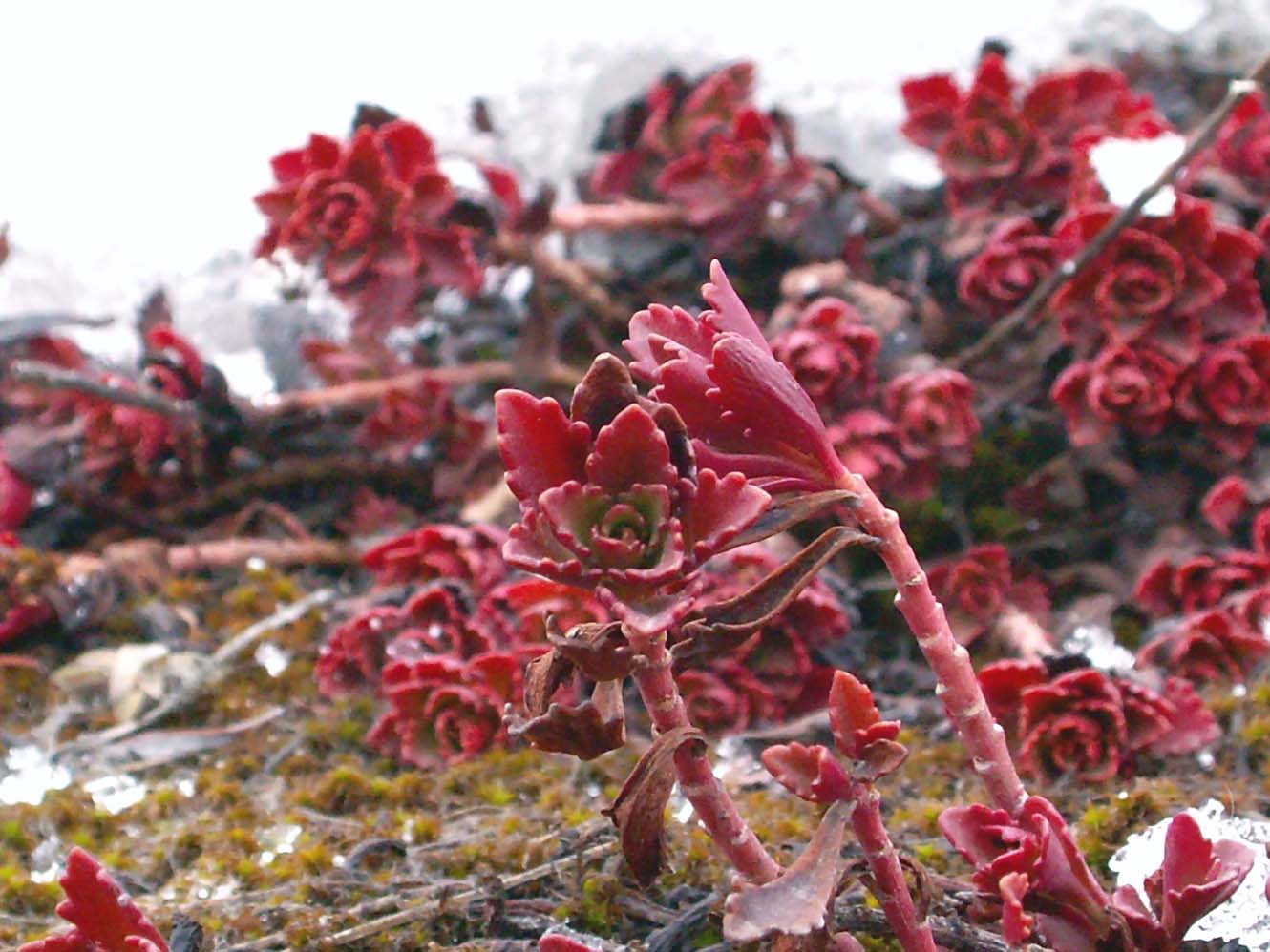 Image of Aizopsis hybrida specimen.