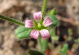 Cerastium pseudobulgaricum