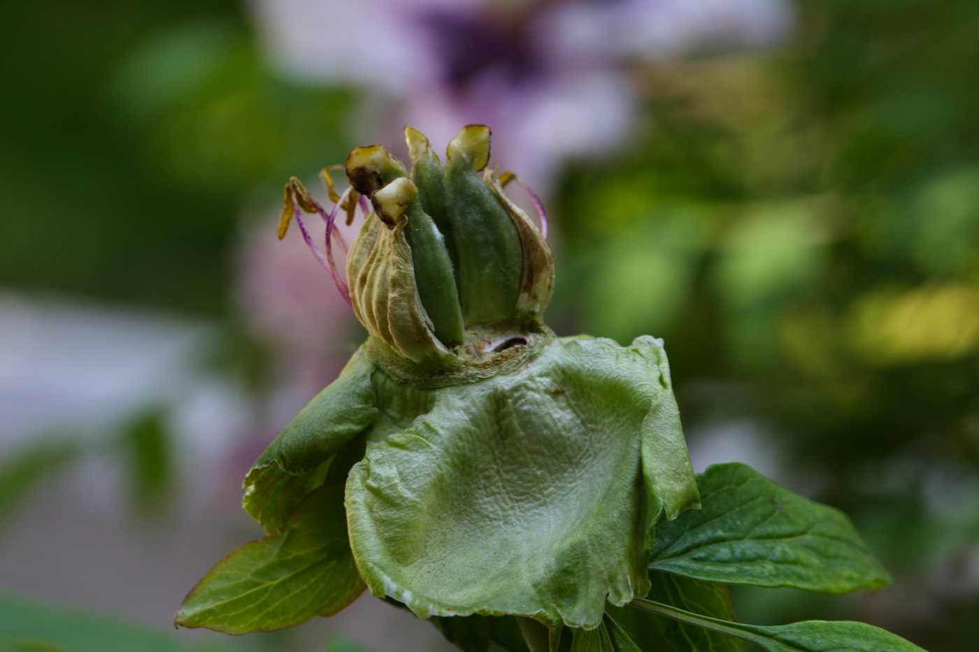 Image of Paeonia suffruticosa specimen.