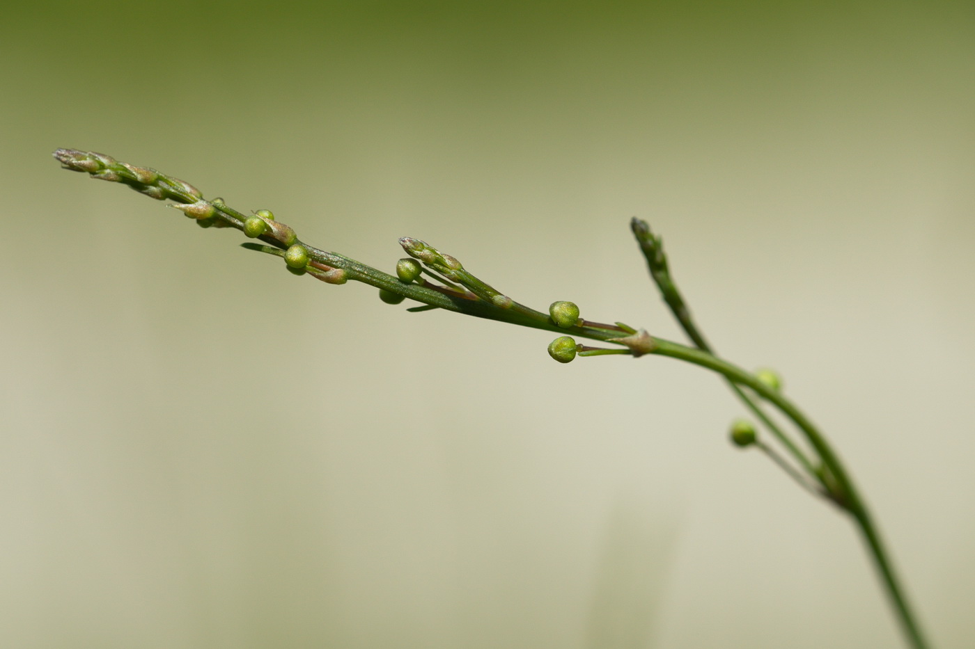 Изображение особи Asparagus officinalis.