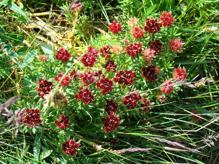 Изображение особи Rhodiola algida.