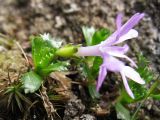 Primula minima