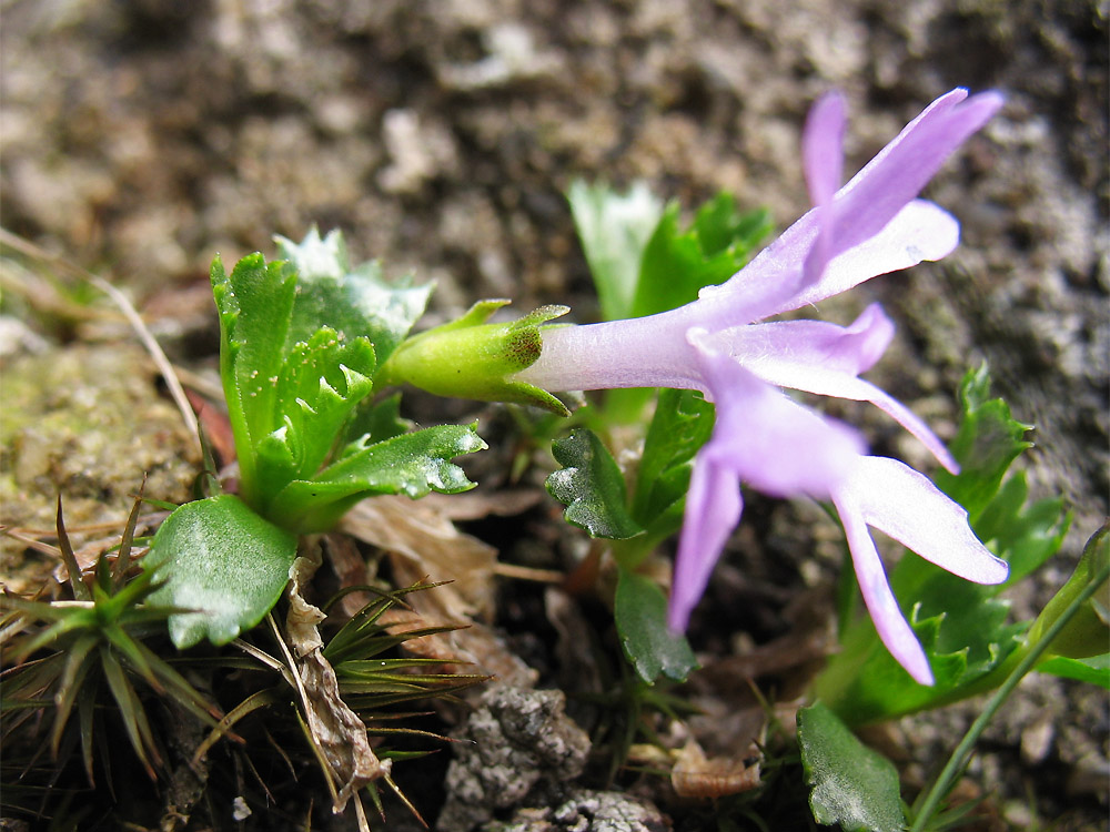 Изображение особи Primula minima.