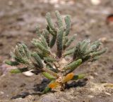 семейство Chenopodiaceae. Молодое растение. Краснодарский край, м/о Анапа, окр. ст. Благовещенская, Витязевский лиман, песчано-ракушечный пляж. 07.06.2014.