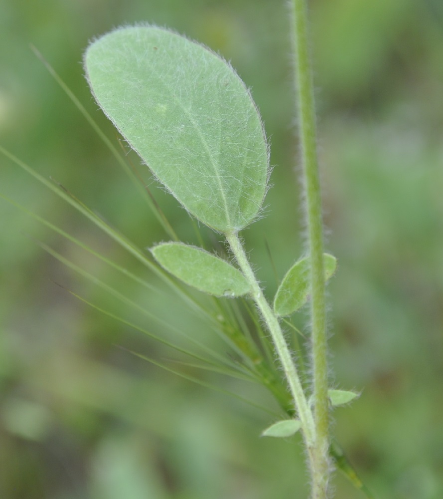 Изображение особи Anthyllis vulneraria ssp. rubriflora.