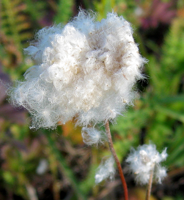 Image of Anemone sylvestris specimen.