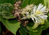 Fothergilla major. Верхушка побега с соцветием и невызревшим соплодием. Германия, г. Дюссельдорф, Ботанический сад университета. 02.06.2014.