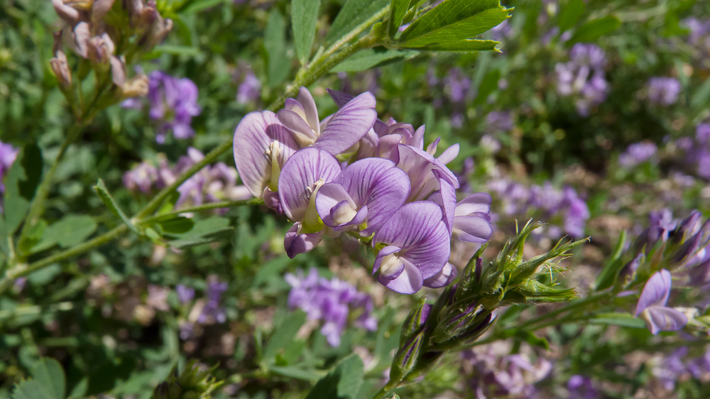 Изображение особи Medicago sativa.