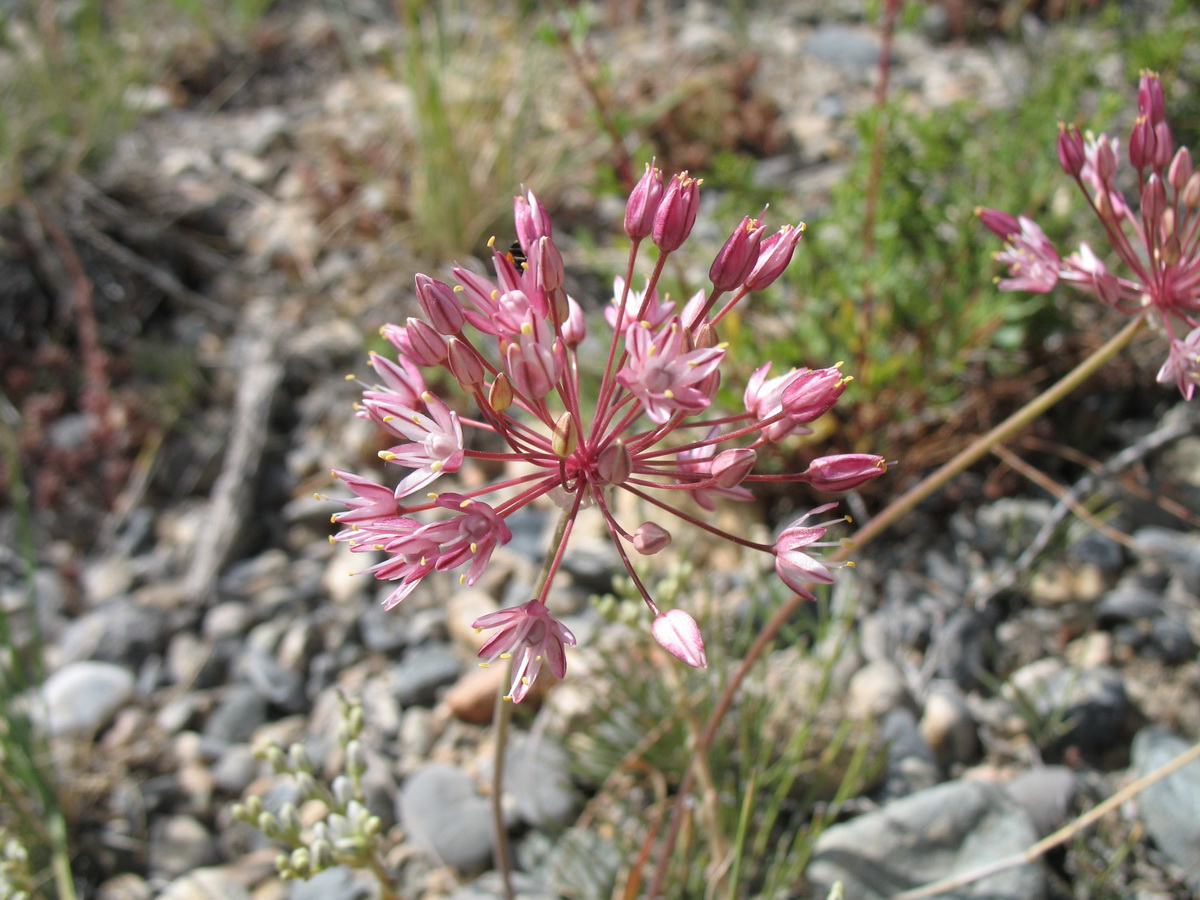 Image of Allium trachyscordum specimen.