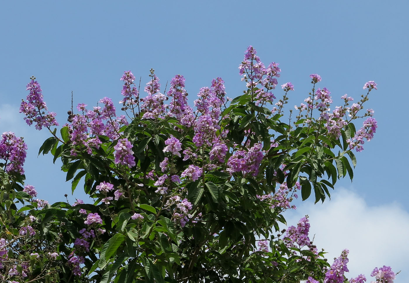 Image of Lagerstroemia speciosa specimen.