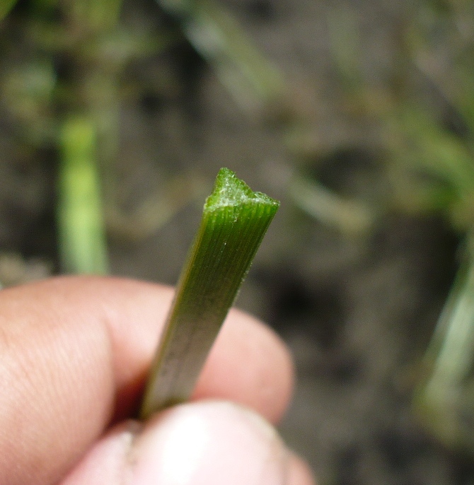 Image of Cyperus fuscus specimen.