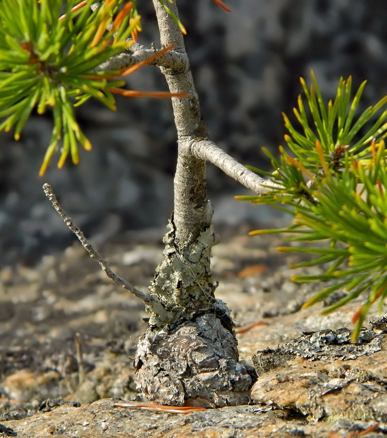 Image of genus Pinus specimen.