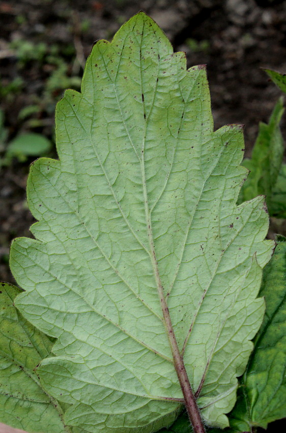 Image of Phacelia bolanderi specimen.