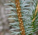 Picea sitchensis. Средняя часть побега (у хвоинок видна их нижняя сторона). Германия, г. Крефельд, Ботанический сад. 06.09.2014.