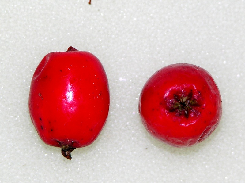 Image of Sorbus sambucifolia specimen.