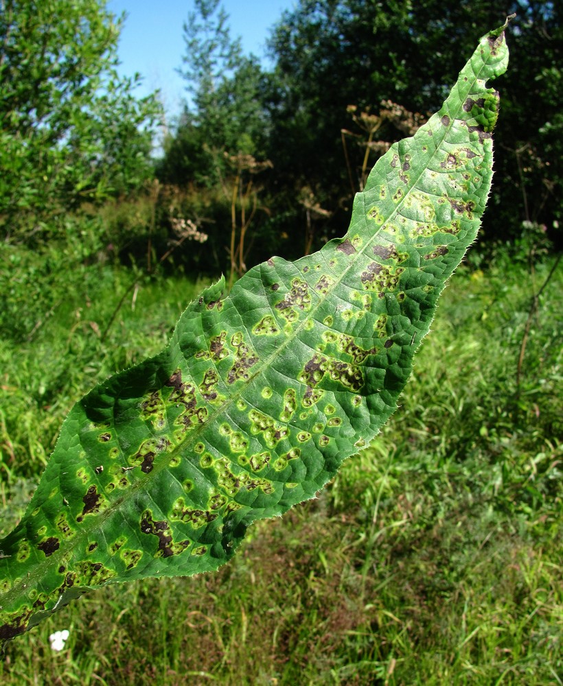 Image of Cirsium heterophyllum specimen.