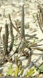 Plantago coronopus. Соплодия и верхушки листьев. Испания, Андалусия, г. Тарифа. Август 2015 г.