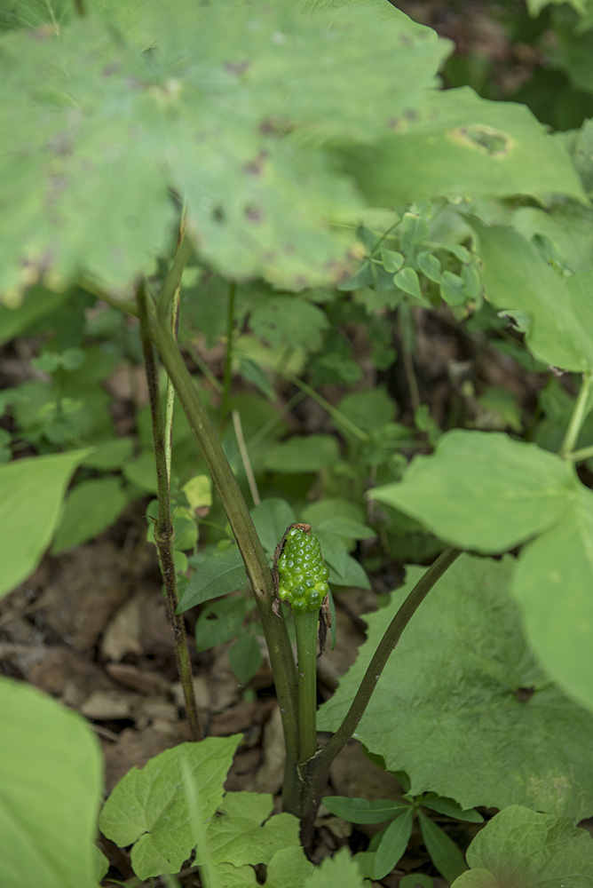 Image of Arisaema japonicum specimen.