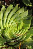 Aloe polyphylla. Вегетирующее растение. США, Калифорния, Сан-Франциско, ботанический сад. 28.02.2014.