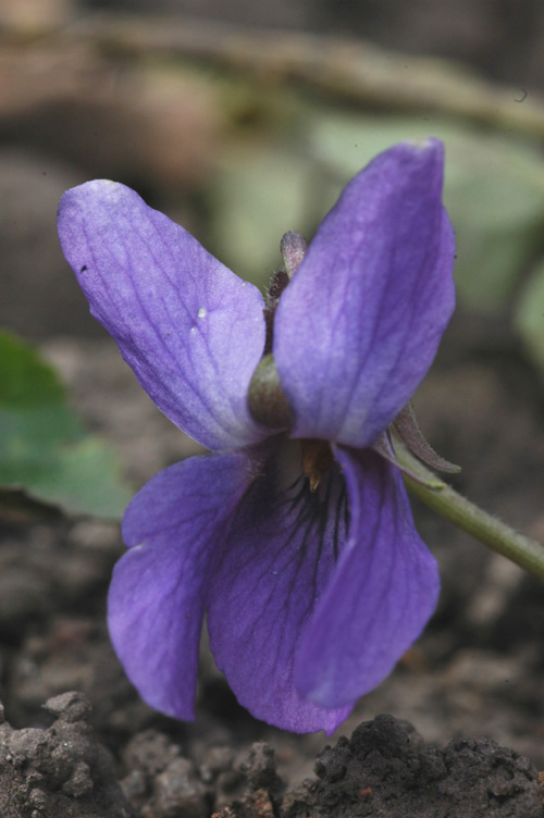 Изображение особи Viola odorata.