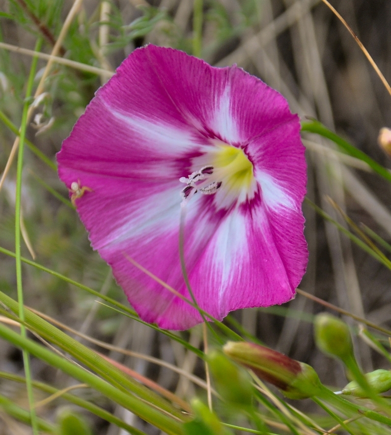 Image of genus Convolvulus specimen.