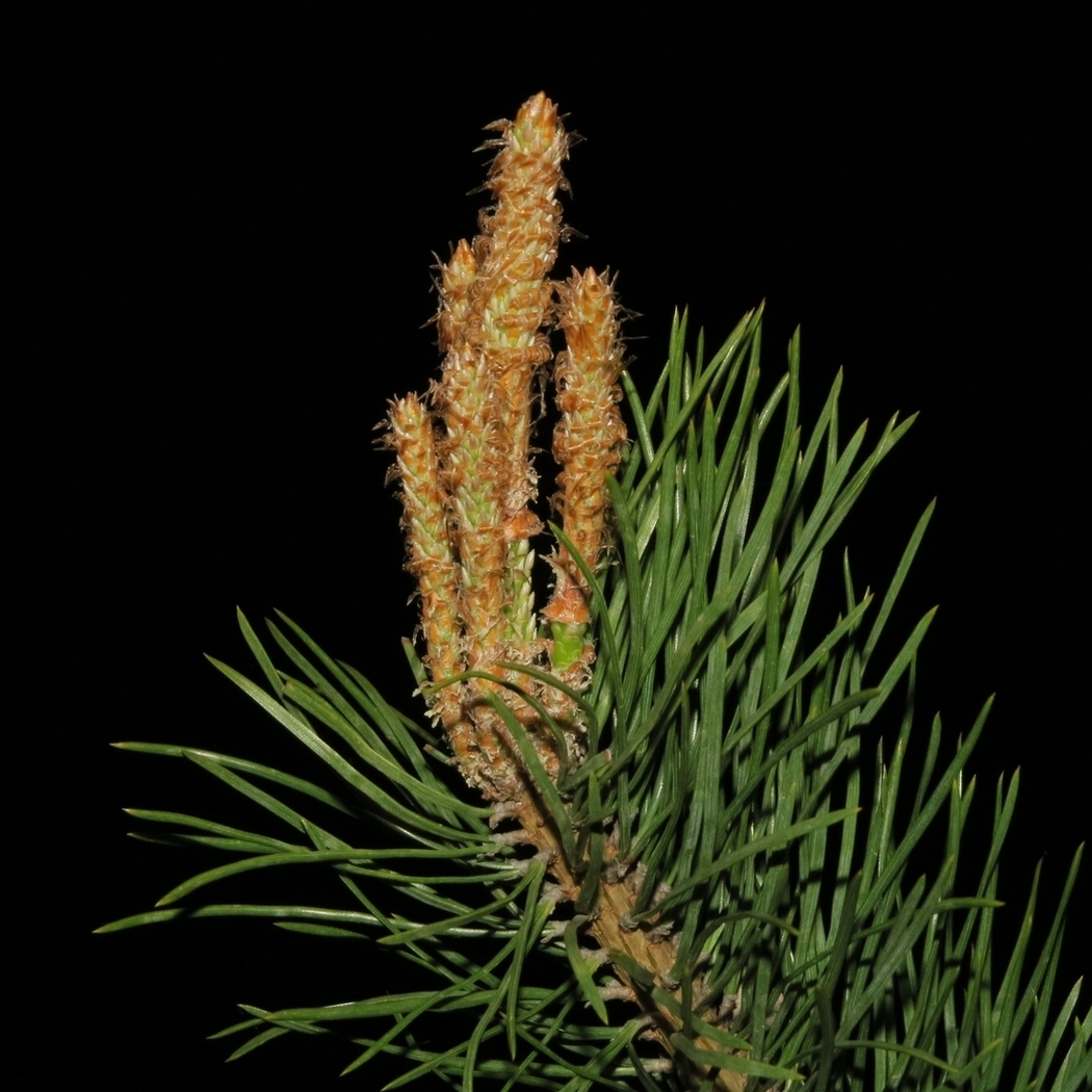 Image of Pinus sylvestris specimen.