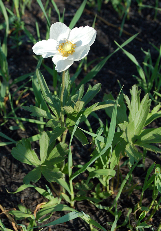 Image of Anemone sylvestris specimen.