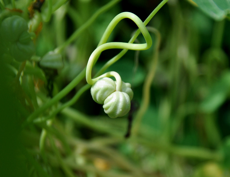 Image of Tropaeolum majus specimen.