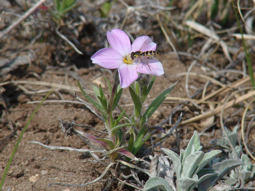 Image of Phlox sibirica specimen.