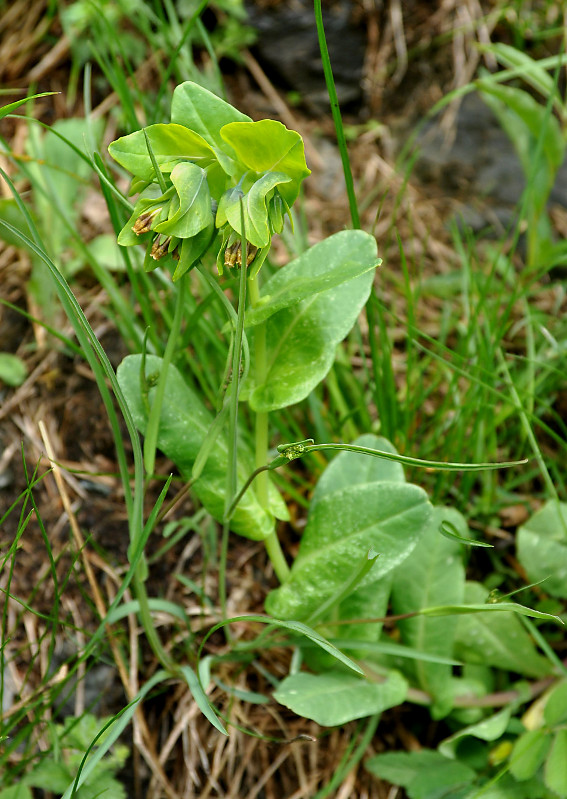 Image of Cerinthe glabra ssp. caucasica specimen.