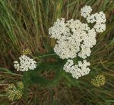 Achillea millefolium