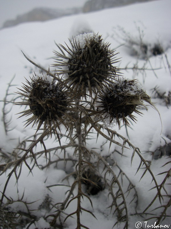 Image of Lamyra echinocephala specimen.