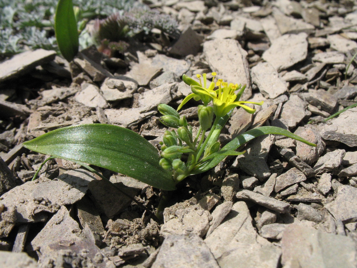 Изображение особи Gagea filiformis.