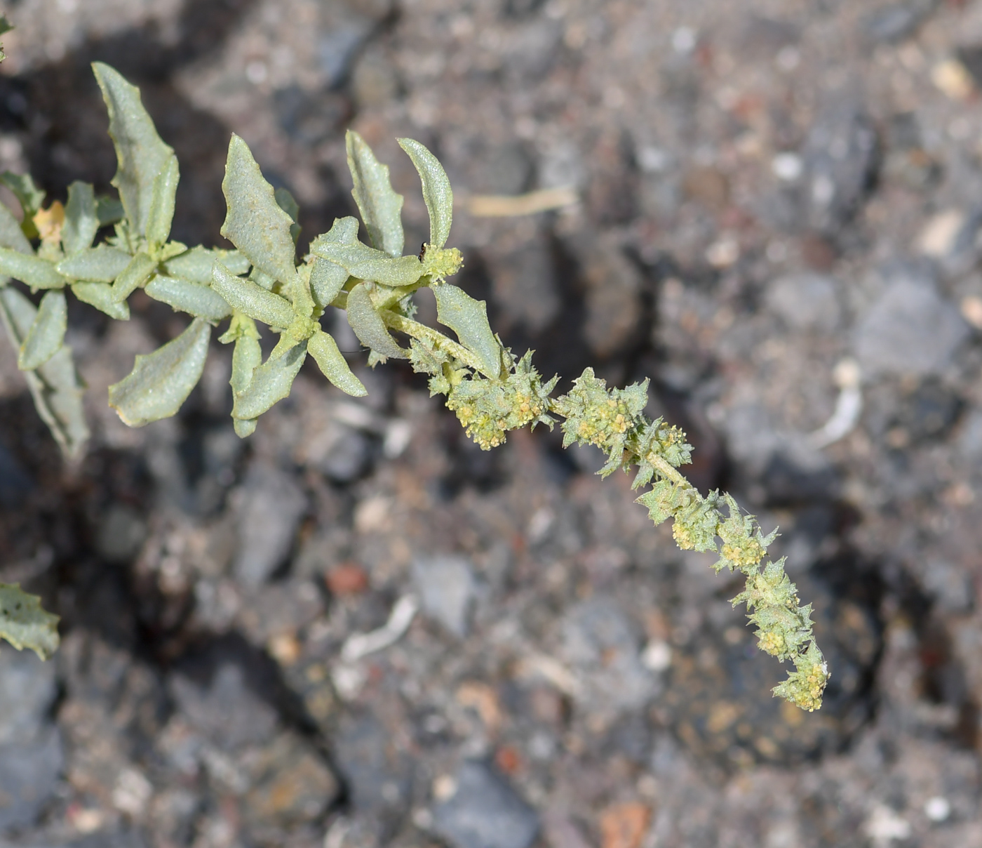 Image of Atriplex semilunaris specimen.