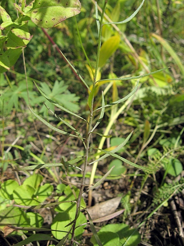 Image of Campanula rotundifolia specimen.