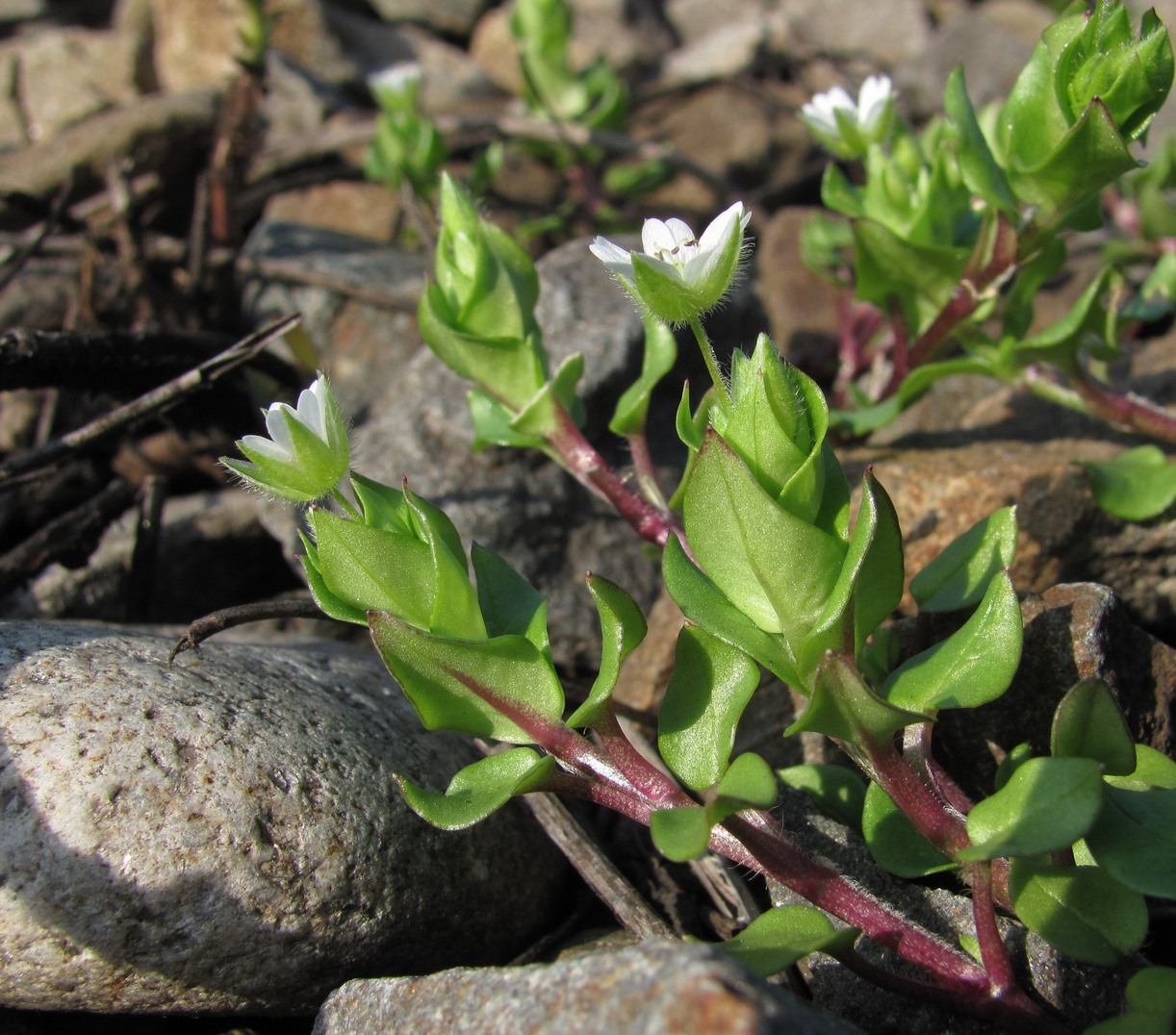 Изображение особи Stellaria neglecta.