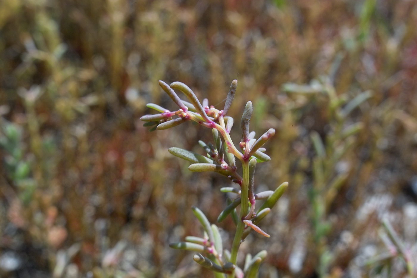 Image of genus Suaeda specimen.