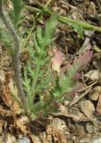Papaver rhoeas variety strigosum. Нижняя часть растения. Крым, окр. Балаклавы, край пушистодубового леса у автомобильной дороги. 30 апреля 2016 г.