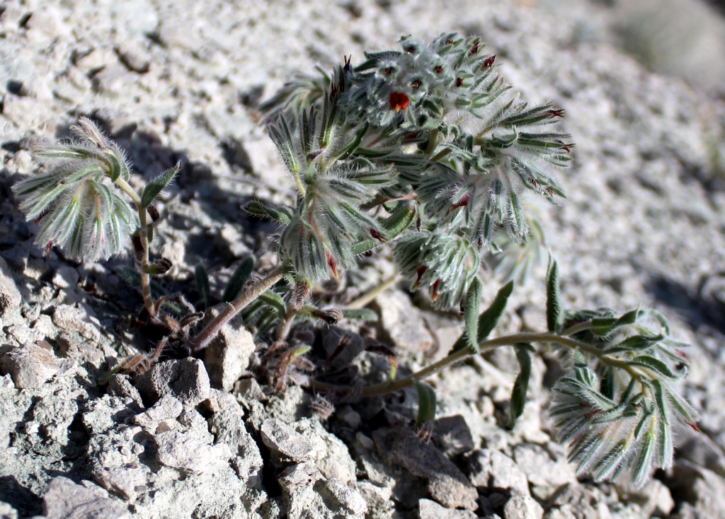 Image of Onosma longiloba specimen.