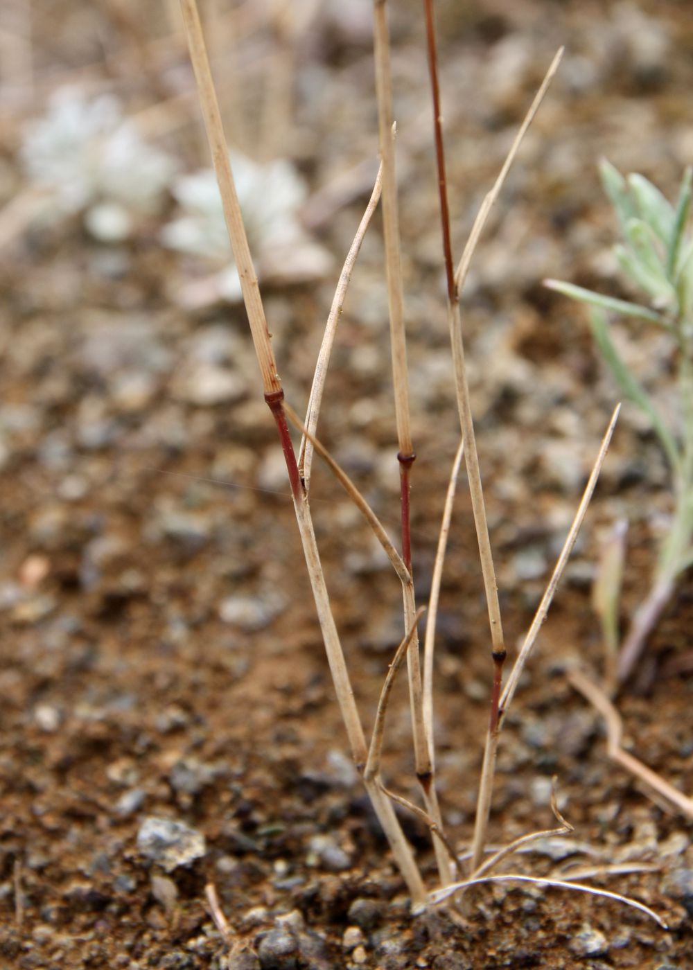 Изображение особи Gaudinopsis macra.